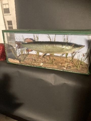 Stuffed pike